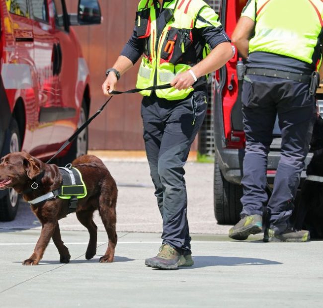 Police K-9 Limps Out Hospital to a Round of Applause After Surgery for a Catastrophic On-Duty Injury