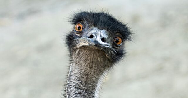 Rookie Aussie Cop in Hot Pursuit as Runaway Emu Causes Havoc emu escapes 640x335 1