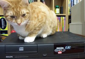 Ginger Cat Appreciation Day 2026: Why Are Orange Cats So Special? 7 Facts You Didn’t Know