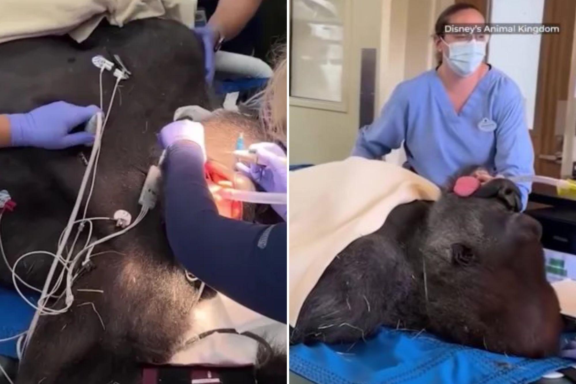 Gorilla poised to become next leader of the pack undergoes medical check-up — drawing crowd of onlookers gorilla medical check up