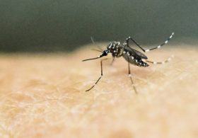 Trump Orders 90 Percent Reduction in Invasive Mosquitoes on Federal Land in DC