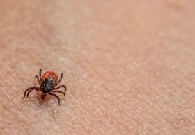 New Tick-Borne Virus Found in China: What Scientists Know About ALTNV
