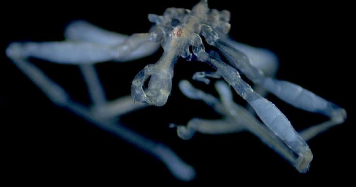 Two New Sea Spider Species Found in Salish Sea After Nearly a Century image new sea spider species callipallene pilosuspedes