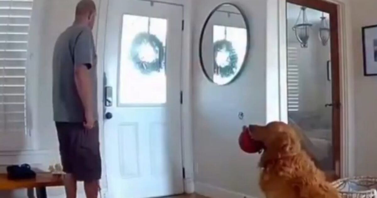 GOING VIRAL: Golden Retriever Brings Stuffed Toy to Intruder as Police Drone Chases Trespasser Through San Diego Home img 7534 1200x630 1