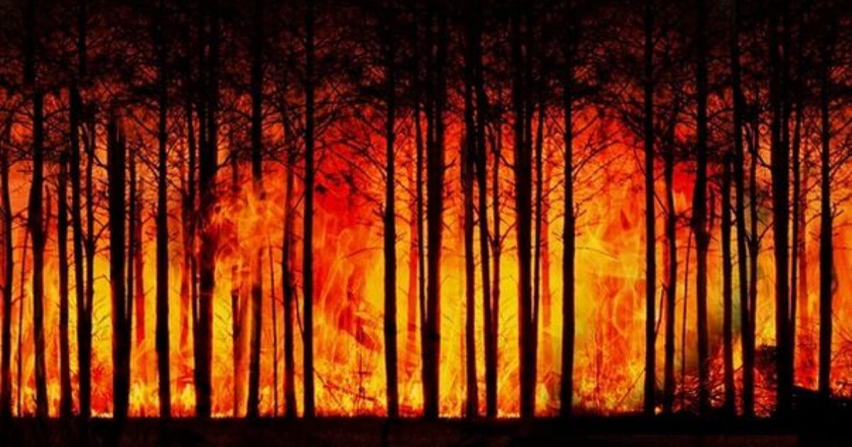 Clear the roadless rule: What comes next for America’s burning forests ire Pixabay 1200x630 1