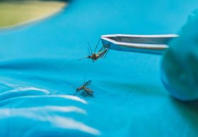 Florida county declares state of emergency as dengue fever cases reach 170
