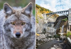Woman bitten by possibly rabid coyote on Westchester hiking trail