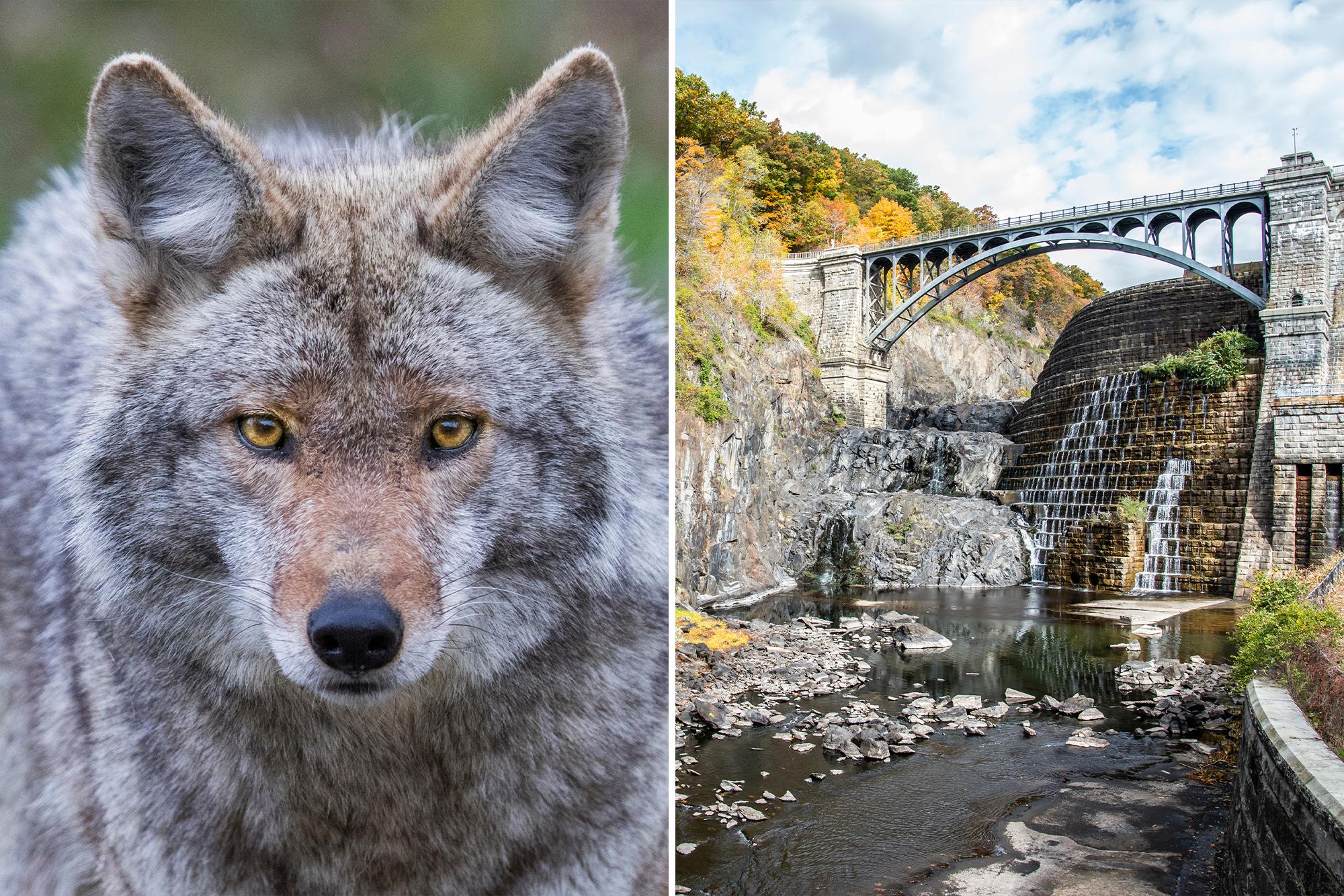 Woman bitten by possibly rabid coyote on Westchester hiking trail news comp 16
