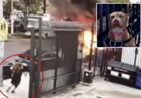 Hero stranger rescues helpless dog chained to Skid Row van after it’s set on fire