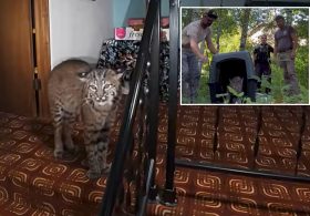 Washington homeowner hears mysterious banging, calls 911 before police find growling bobcat at top of stairs