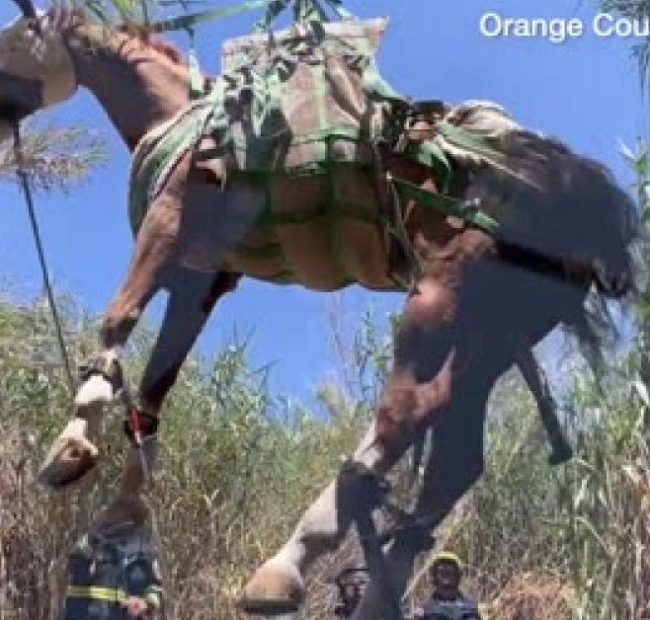 Horse smuggling raises new concerns over U.S. screwworm threat