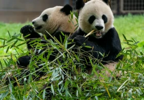 Xi announces new pandas coming to Atlanta in coming days