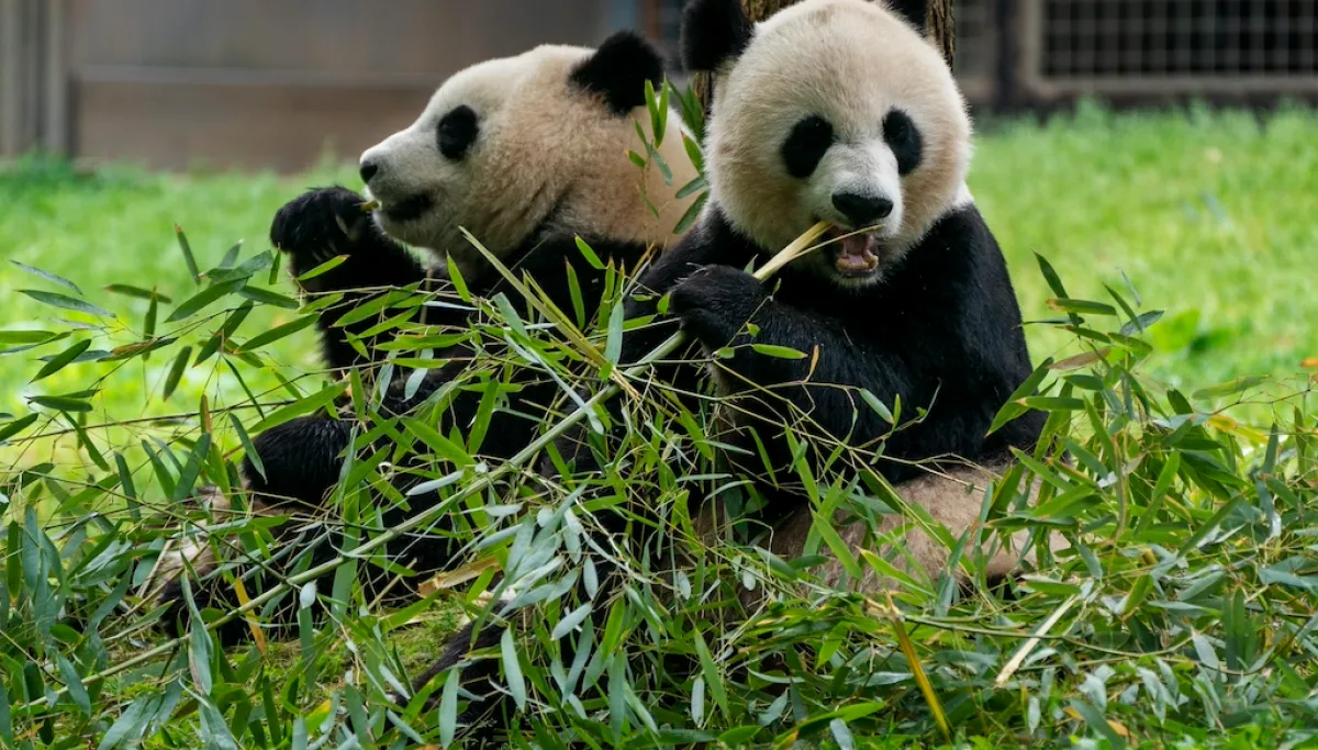 Xi announces new pandas coming to Atlanta in coming days smithsonian pandas