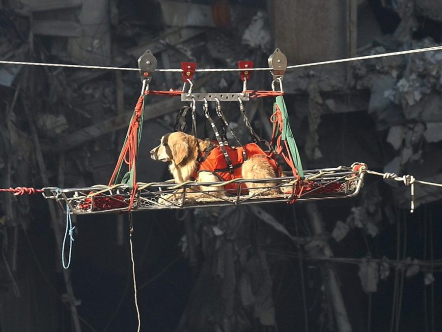 Remembering the search and rescue dogs of Ground Zero the debris 01091504018 0e21b6 e1789122502358