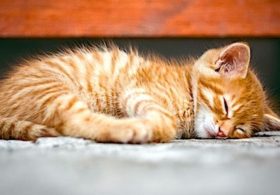 Feline-ophobes! Transgender ideology opens door to an office colleague dressed … like a cat!