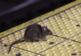 Exterminator Names Top Ten American Cities for Rats — There’s One Big Thing They Have in Common