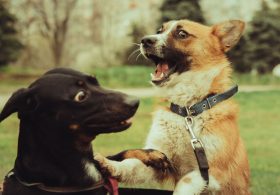 Somali Born Assistant Superintendent Ignites Uproar with Disgusting Dog Policy Demand