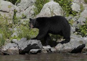 Japanese Couple Stopped for a Hokkaido Bear. It Filed a Complaint.