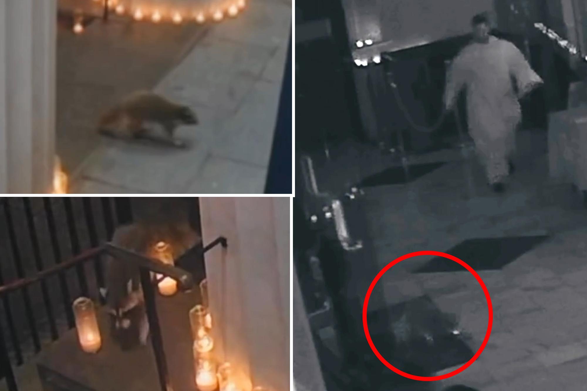 NYC’s catholic raccoon? ‘Devout’ critter marches into Greenwich Village church during special mass 143163276