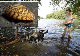 Reservoir Dogs: These pups are protecting NYC’s water supply by sniffing out invasive species