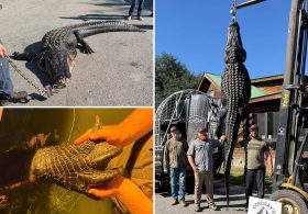 Whopping 844-pound alligator named Snaggletooth finally caught after hunter’s 4-year quest