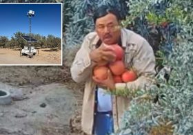 Pomegranate thief caught red-handed helping himself to neighbor’s pricey patch