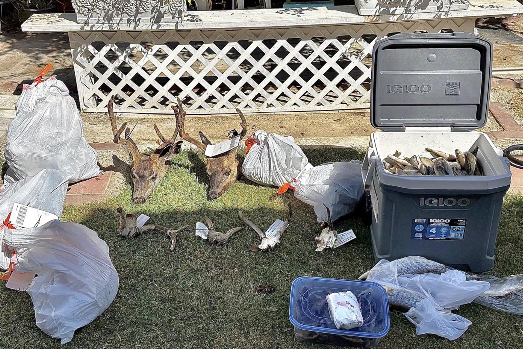 California poaching suspect reeled in staggering amount of black bass in massive wildlife bust 143610600