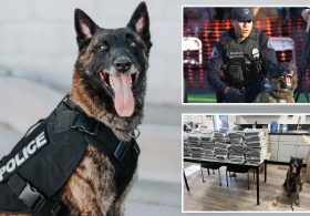 Driver’s wild story falls apart after police K9 sniffs out the truth