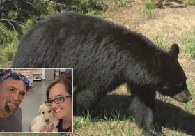 Bear is euthanized after injuring 2 Idaho residents