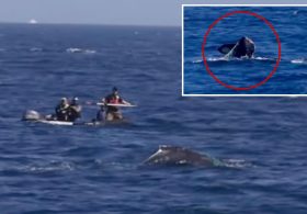 Officials sound alarm for SoCal whale spotted tangled in fishing equipment