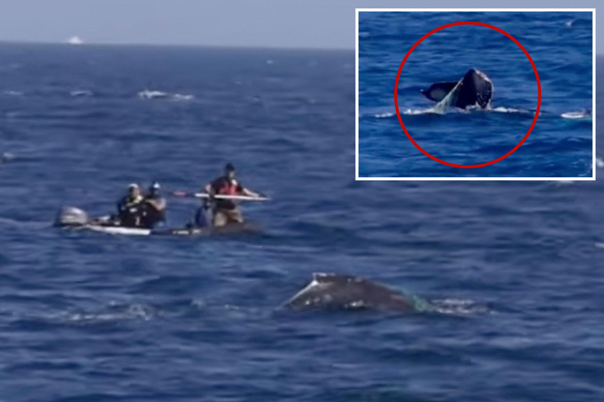 Officials sound alarm for SoCal whale spotted tangled in fishing equipment 143915272
