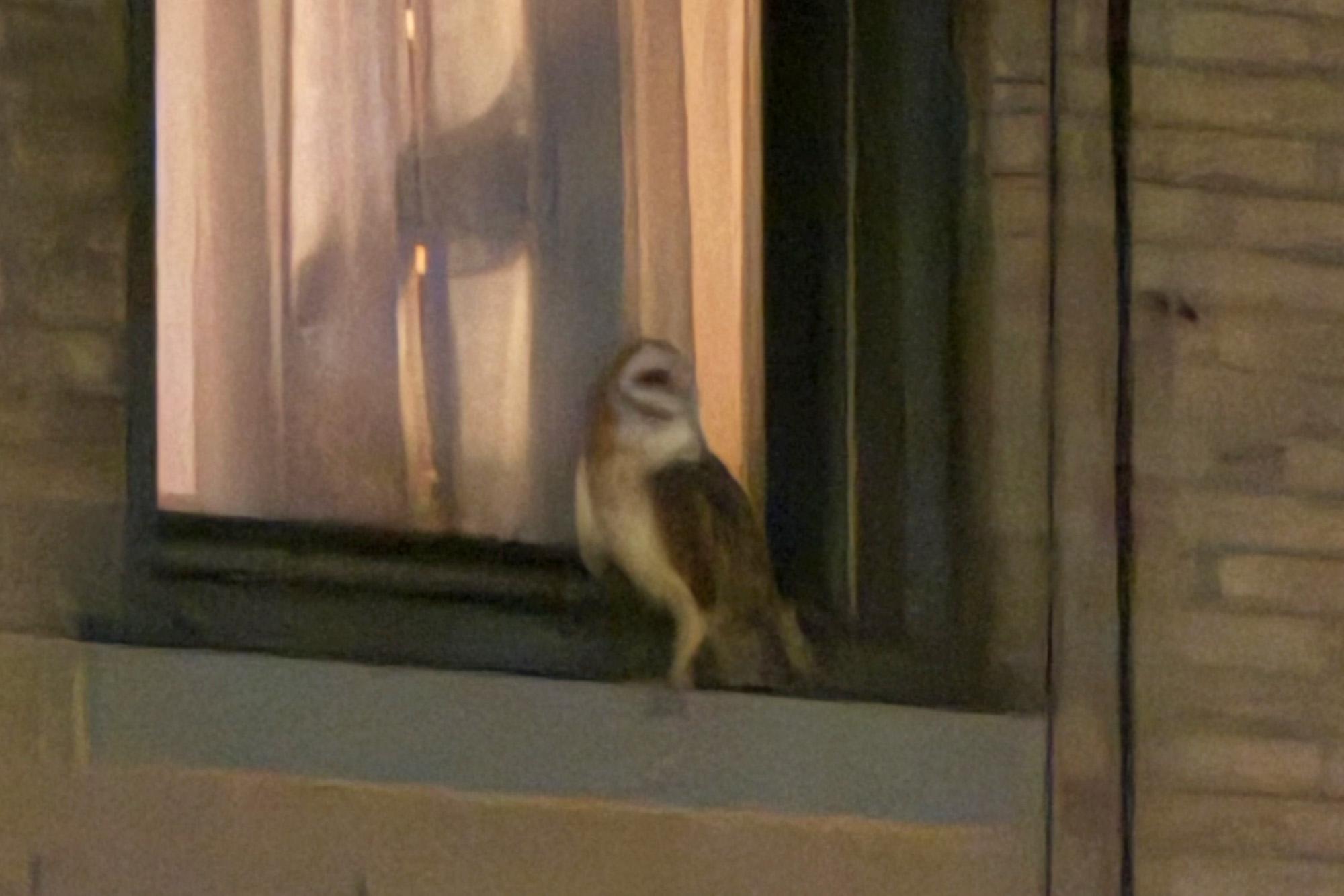 Screeching American Barn Owl spotted living on UWS — and this is why he’s moved to the big city 144012945 1