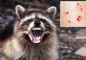 Sickly creature found in Los Angeles prompts official warning — marks first case in 50 years