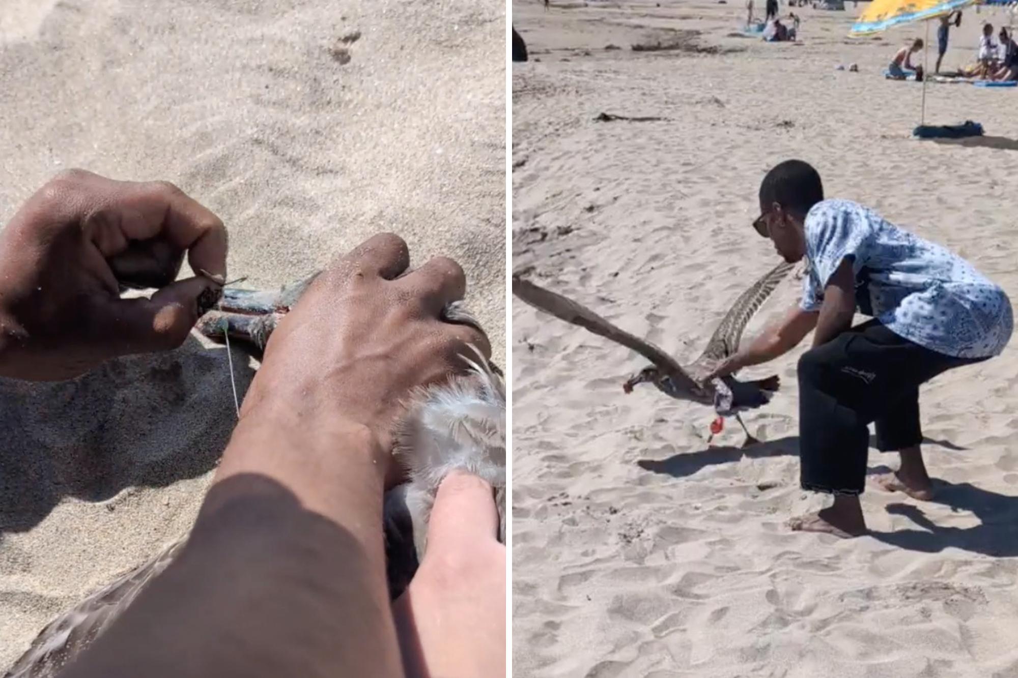 California beachgoer uses crafty tactic to lure in seagull tangled in fishing line 144132737