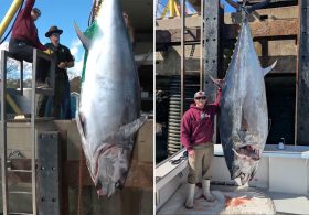 New Hampshire fisherman reels in record-breaking 1,116-pound bluefin tuna, smashing state mark