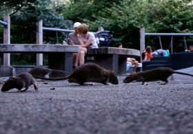America’s most rat-infested cities ranked as Midwest surprise cracks top 10