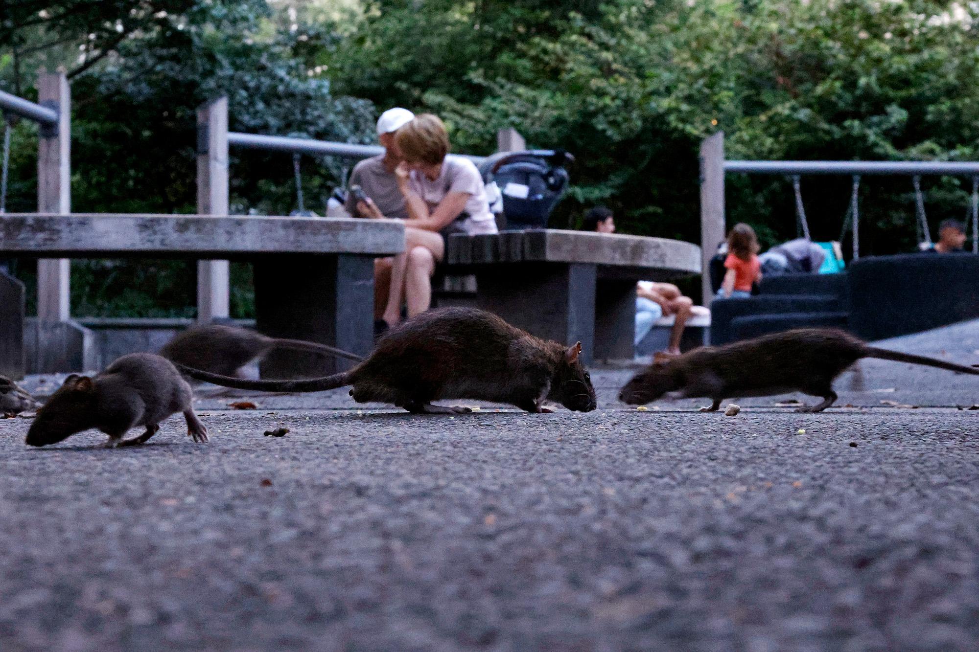 America’s most rat-infested cities ranked as Midwest surprise cracks top 10 144793643