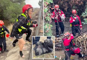 Two women and four dogs rescued from rapidly rising California river amid monster storm