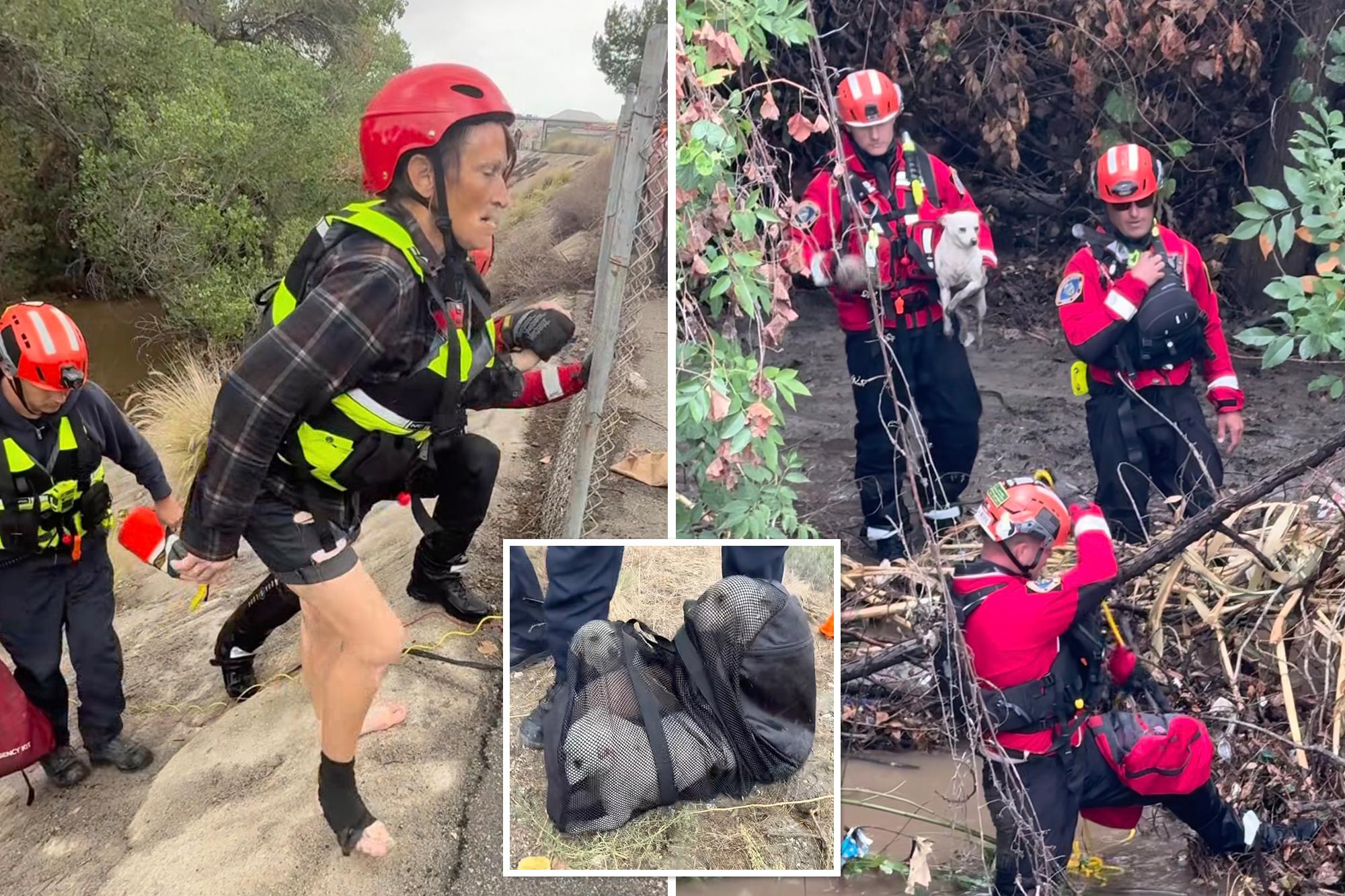 Two women and four dogs rescued from rapidly rising California river amid monster storm 144799280 14151d