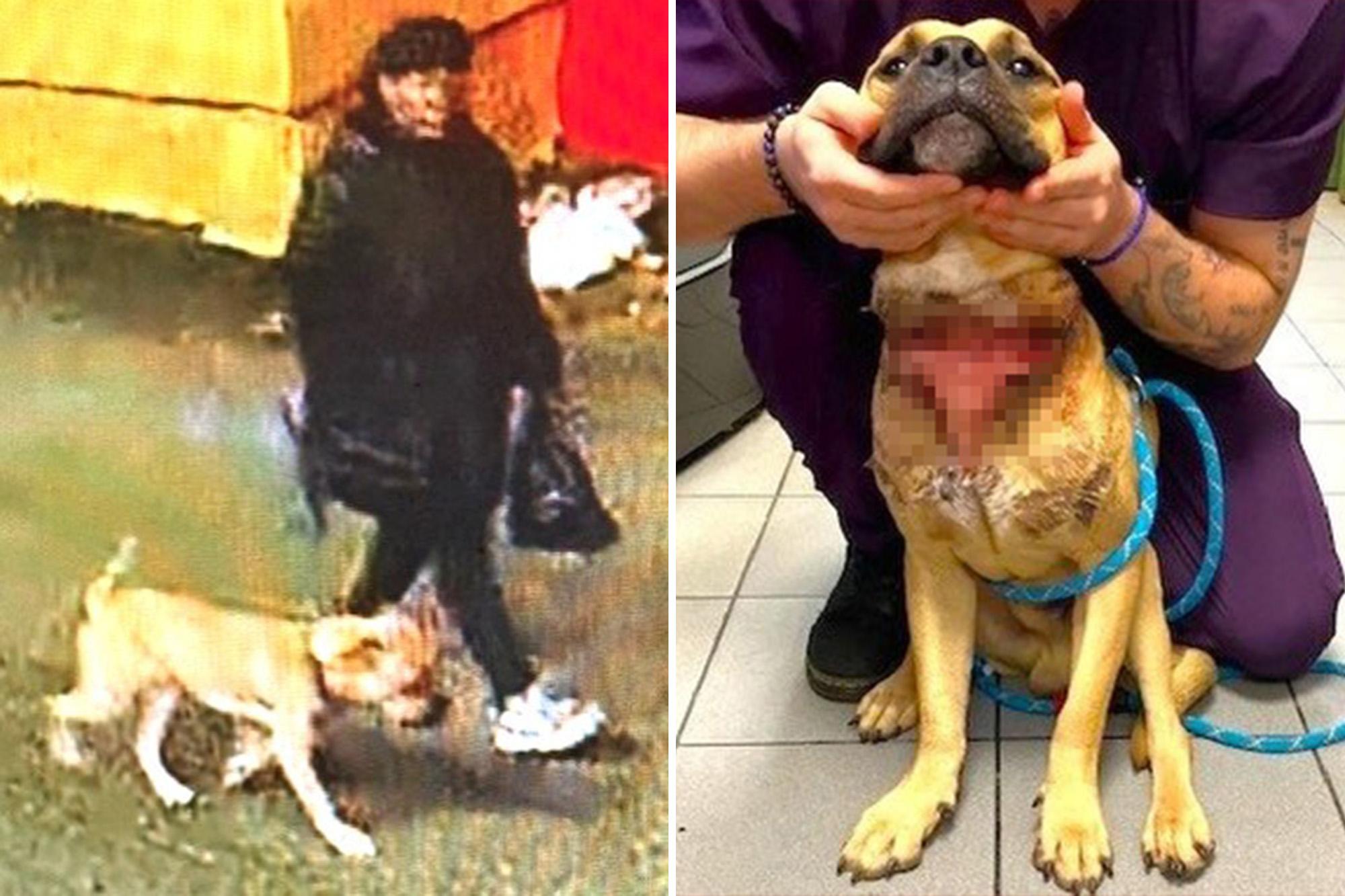 Heartless fiend who left pooch tied up at cemetery with slit throat barred from owning pets: DA 145171222