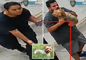 Dog-gone shame — crooks steal Yorkshire Terrier named Chanel from NYC yard