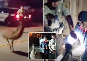 Unreal moment Bay Area cops chase emu through city streets