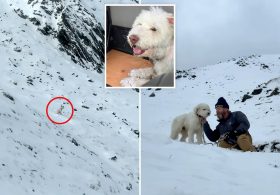 Dog miraculously found alive 2 days after being separated from owner in Alaska avalanche