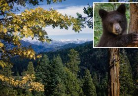 Bears run rampage across stunning California national park — as officials issue warning for visitors