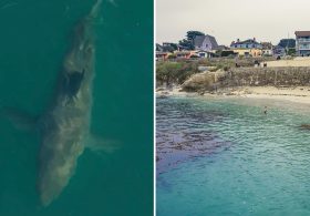 Urgent warning as great white sharks swarm off picturesque stretch of Monterey Bay coast