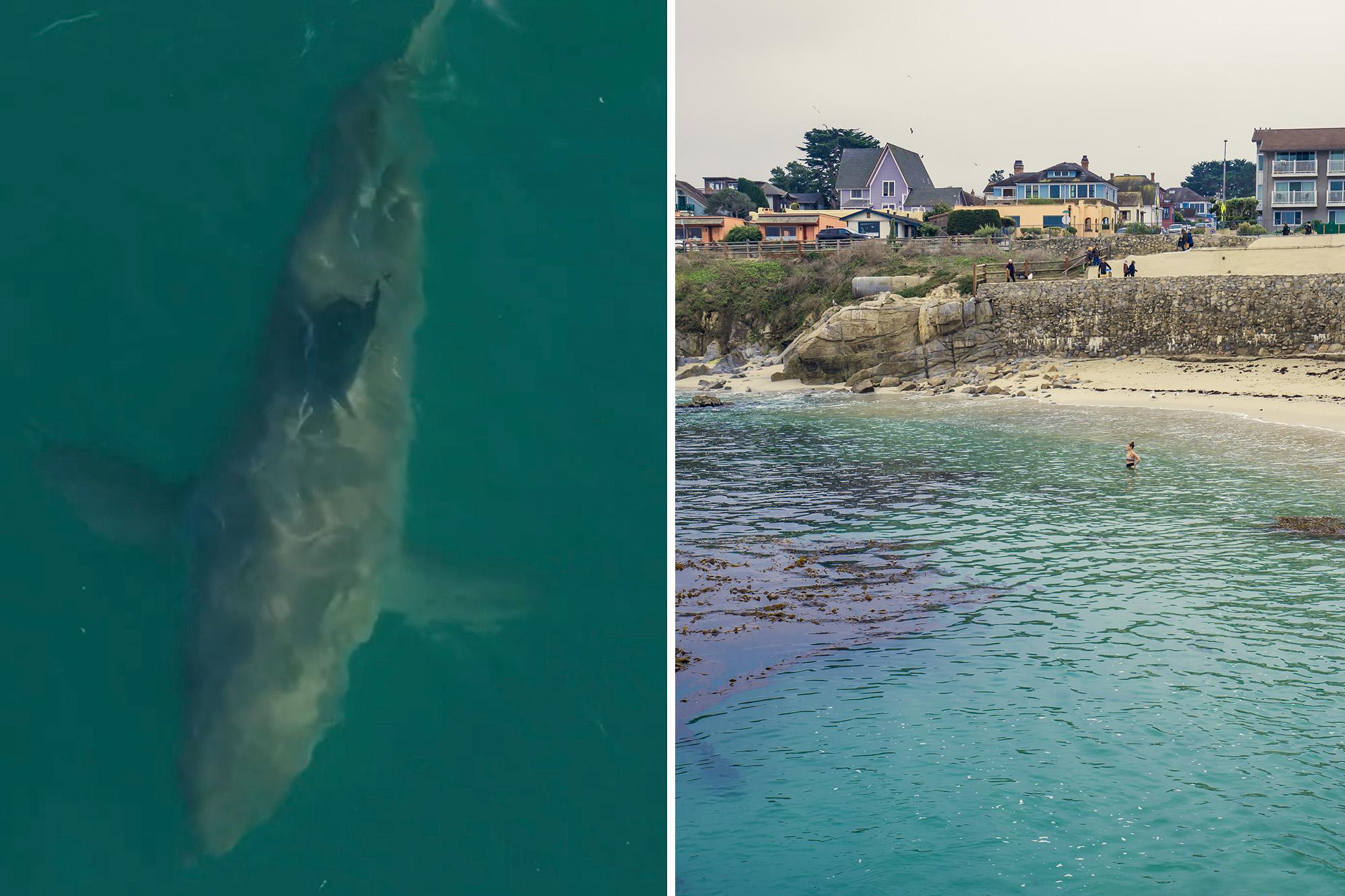 Urgent warning as great white sharks swarm off picturesque stretch of Monterey Bay coast 146244446