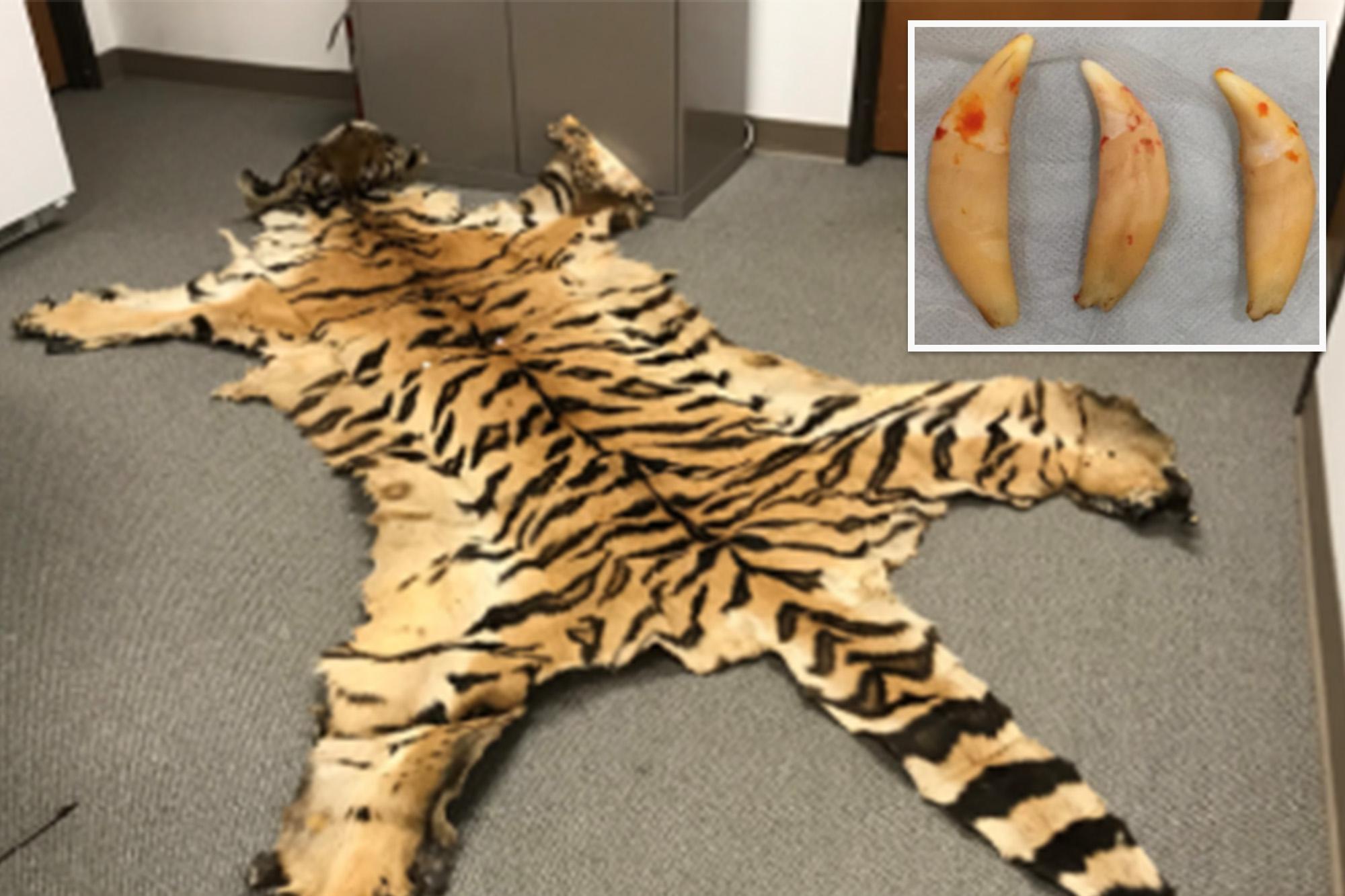 California couple trafficked lion teeth, rhino horn in illegal wildlife trading ring 146249355