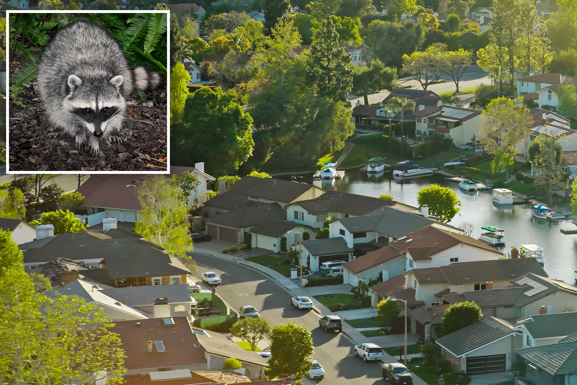 Rabies scare returns to LA County as another animal tests positive 146253643
