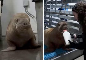 Orphaned Alaska walrus calf makes 4,000-mile journey to new home at SeaWorld Orlando