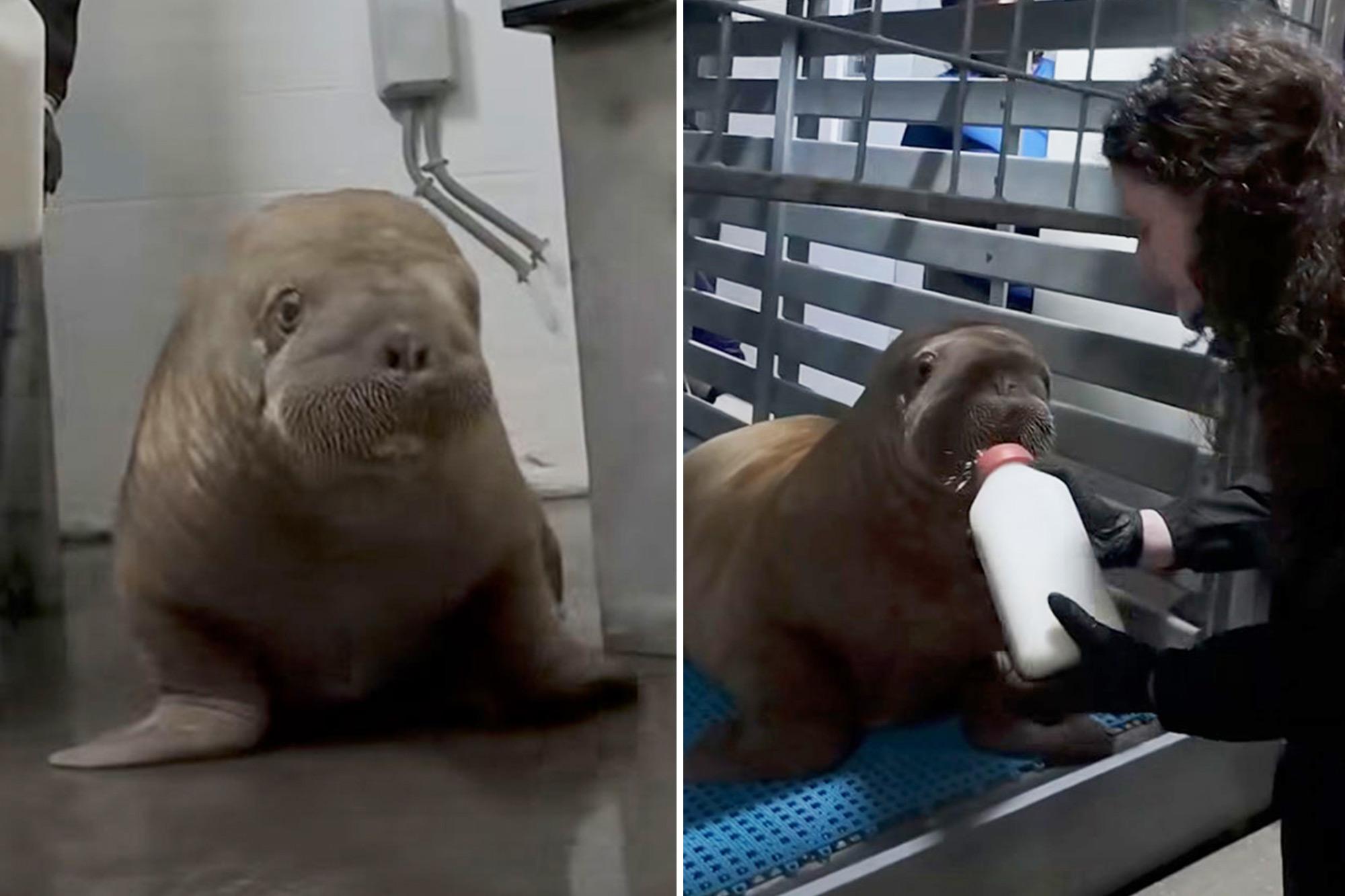 Orphaned Alaska walrus calf makes 4,000-mile journey to new home at SeaWorld Orlando 146311435